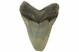 Fossil Megalodon Tooth - North Carolina #219500-2